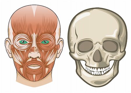 simsearch:400-03971352,k - Human facial anatomy and skull in Vector Foto de stock - Super Valor sin royalties y Suscripción, Código: 400-04178988