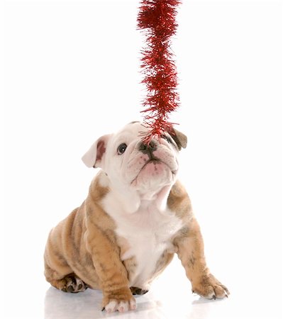 simsearch:400-04181579,k - bulldog puppy pulling on christmas garland on white background Stock Photo - Budget Royalty-Free & Subscription, Code: 400-04179454