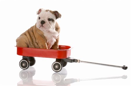 nine week old english bulldog puppy riding in a red wagon Photographie de stock - Aubaine LD & Abonnement, Code: 400-04179457