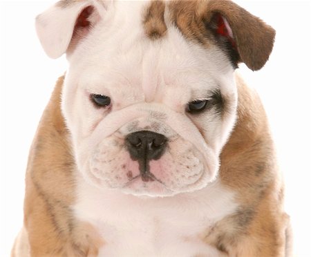 simsearch:400-04181579,k - nine week old female english bulldog puppy on white background Stock Photo - Budget Royalty-Free & Subscription, Code: 400-04179458