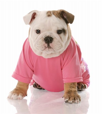 simsearch:400-04181579,k - female english bulldog puppy dressed in pink shirt on white background Stock Photo - Budget Royalty-Free & Subscription, Code: 400-04179459