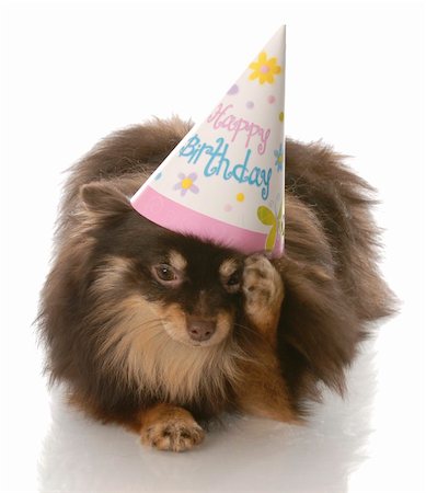 simsearch:400-04181579,k - birthday dog - pomeranian rubbing side of head wearing happy birthday hat Stock Photo - Budget Royalty-Free & Subscription, Code: 400-04179465