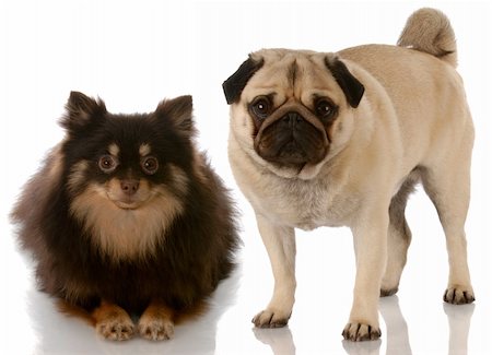 simsearch:400-04181579,k - brown and tan pomeranian and fawn pug with reflection on white background Stock Photo - Budget Royalty-Free & Subscription, Code: 400-04179476