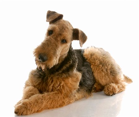 simsearch:400-04312760,k - airedale terrier laying down with reflection on white background - one year old Stock Photo - Budget Royalty-Free & Subscription, Code: 400-04179534
