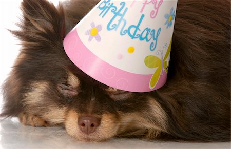 simsearch:400-04181579,k - brown and tan pomeranian puppy sleeping with birthday hat on Stock Photo - Budget Royalty-Free & Subscription, Code: 400-04179531