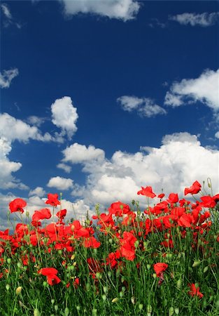 simsearch:400-03991406,k - field of red poppies with cumulus clouds Stock Photo - Budget Royalty-Free & Subscription, Code: 400-04173960