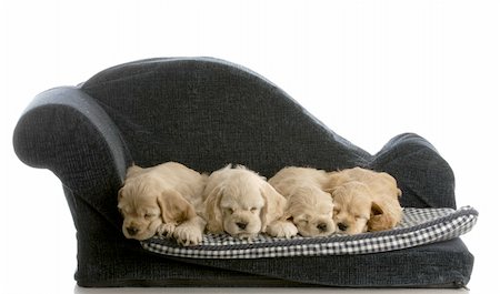simsearch:400-04875272,k - litter of cocker spaniel puppies laying down sleeping on a dog bed isolated on white background Stock Photo - Budget Royalty-Free & Subscription, Code: 400-04184927