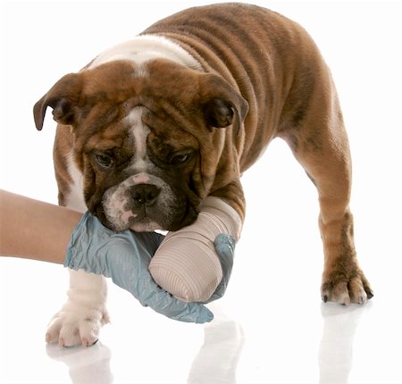 simsearch:400-04181579,k - veterinarian hand holding wounded paw of english bulldog puppy Stock Photo - Budget Royalty-Free & Subscription, Code: 400-04184921