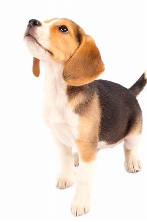 simsearch:400-04875272,k - A cute purebred beagle looking at something isolated over white Stock Photo - Budget Royalty-Free & Subscription, Code: 400-04184958