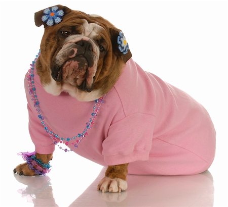 simsearch:400-04181579,k - female english bulldog wearing pink clothing and jewellery Stock Photo - Budget Royalty-Free & Subscription, Code: 400-04185175