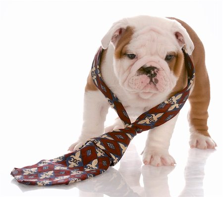 simsearch:400-04181579,k - seven week old male english bulldog wearing mans tie Stock Photo - Budget Royalty-Free & Subscription, Code: 400-04185173