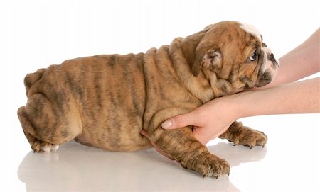 simsearch:400-04181579,k - young english bulldog puppy being picked up with reflection on white background Stock Photo - Budget Royalty-Free & Subscription, Code: 400-04185186