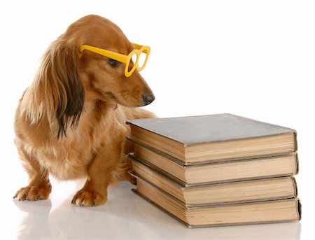 simsearch:400-05241006,k - dog obedience - miniature dachshund sitting beside stack of books Stock Photo - Budget Royalty-Free & Subscription, Code: 400-04185234