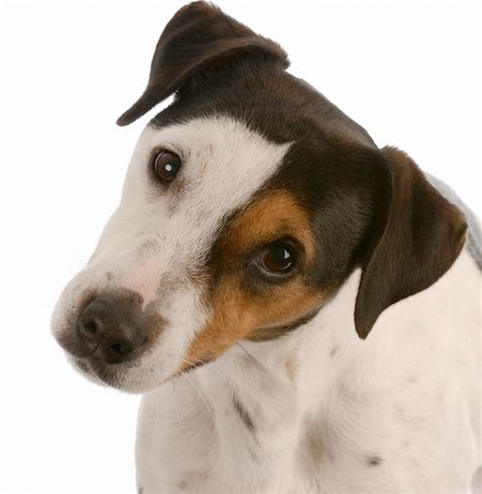 simsearch:400-05241006,k - jack russel terrier portrait on white background Stock Photo - Budget Royalty-Free & Subscription, Code: 400-04185239