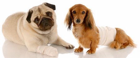 simsearch:400-05241006,k - animal health - pug and dachshund with wounds Stock Photo - Budget Royalty-Free & Subscription, Code: 400-04185232