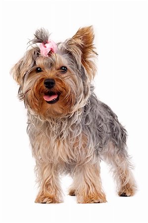 simsearch:400-05241006,k - Puppy of the Yorkshire Terrier standing up on a white background Stock Photo - Budget Royalty-Free & Subscription, Code: 400-04185637