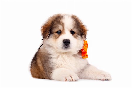 simsearch:400-04875272,k - picture of a small bucivinean shepard puppy over white Stock Photo - Budget Royalty-Free & Subscription, Code: 400-04185632