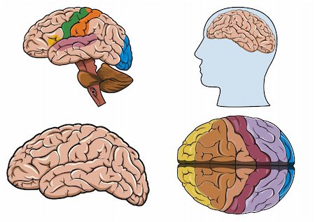 Diagram of a human brain in vector Stock Photo - Budget Royalty-Free & Subscription, Code: 400-04188614