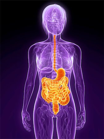 digestive system - 3d rendered illustration of a female anatomy with highlighted digestive system Foto de stock - Super Valor sin royalties y Suscripción, Código: 400-04189570