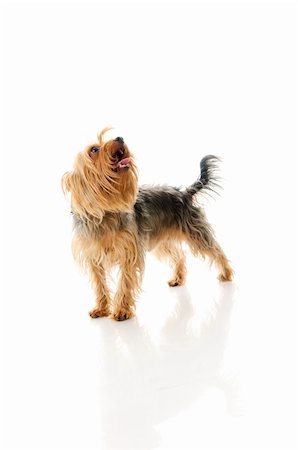 simsearch:400-04312760,k - Dog. Isolated over white. Stock Photo - Budget Royalty-Free & Subscription, Code: 400-04180742