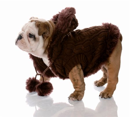 simsearch:400-04181579,k - dog wearing brown sweater - english bulldog female - nine weeks old Stock Photo - Budget Royalty-Free & Subscription, Code: 400-04180764