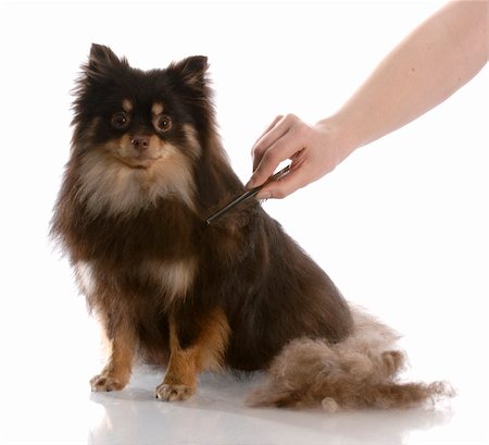 simsearch:400-04185637,k - pile of hair beside a pomeranian that is being brushed with reflection on white background Stock Photo - Budget Royalty-Free & Subscription, Code: 400-04180768