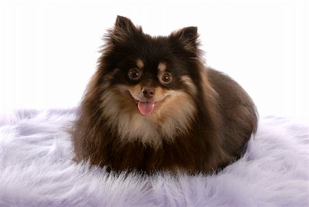 simsearch:400-05241006,k - brown and tan pomeranian laying down on white background Stock Photo - Budget Royalty-Free & Subscription, Code: 400-04180769