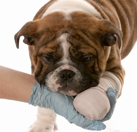 simsearch:400-04181579,k - gloved hand holding on to wounded paw of english bulldog puppy on white background Stock Photo - Budget Royalty-Free & Subscription, Code: 400-04181579