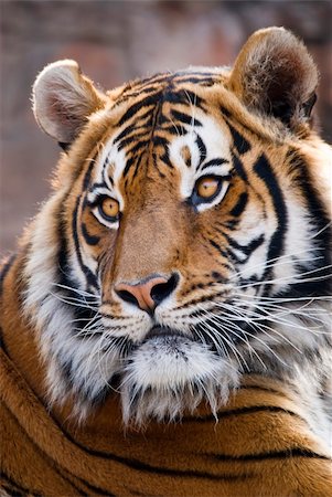 simsearch:400-06131670,k - Close-up portrait of a Tiger, Panthera tigris Stock Photo - Budget Royalty-Free & Subscription, Code: 400-04182229
