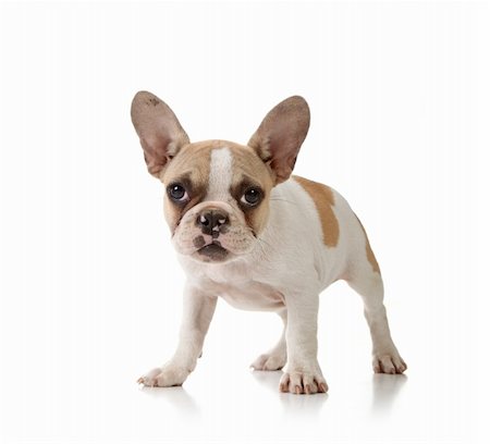 simsearch:400-04875272,k - Interested Puppy on White Background Studio Shot Stock Photo - Budget Royalty-Free & Subscription, Code: 400-04182284