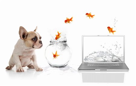 simsearch:400-04875272,k - Adorable Puppy Watching Goldfish Escaping the Virtual World Stock Photo - Budget Royalty-Free & Subscription, Code: 400-04182285