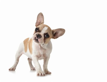 simsearch:400-04875272,k - Adorable Curious Puppy Dog With Copy Space on White Stock Photo - Budget Royalty-Free & Subscription, Code: 400-04182283