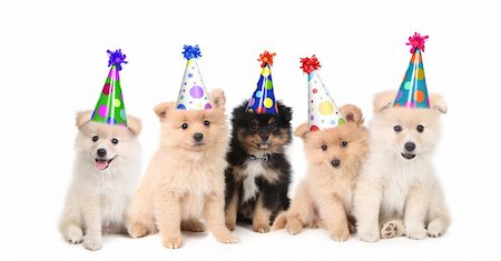 Group of Pomeranian Puppies Celebrating a Birthday on White Background Stock Photo - Budget Royalty-Free & Subscription, Code: 400-04182316