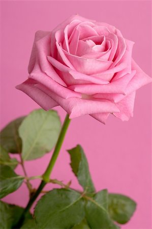 simsearch:400-06141323,k - pink rose on magenta background Foto de stock - Super Valor sin royalties y Suscripción, Código: 400-04182547