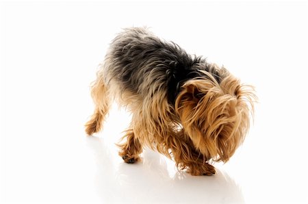 simsearch:400-04312760,k - Dog. Isolated over white. Stock Photo - Budget Royalty-Free & Subscription, Code: 400-04194343
