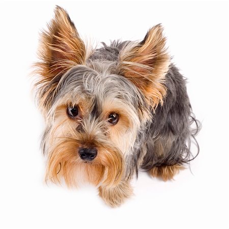 simsearch:400-04312760,k - Yorkshire Terrier (9 months) in front of a white background Stock Photo - Budget Royalty-Free & Subscription, Code: 400-04194538