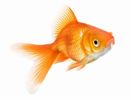 closeup of a goldfish isolated on white background Stock Photo - Budget Royalty-Free & Subscription, Code: 400-04195014