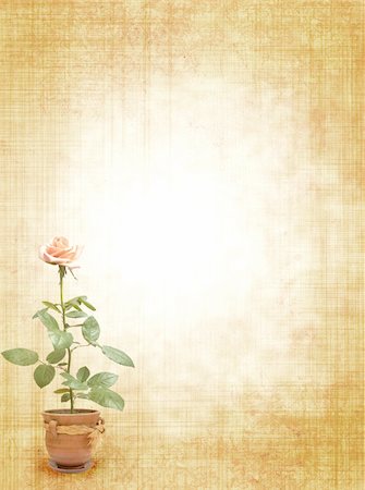 simsearch:400-04199406,k - Vintage grunge background with rose. Paper texture Stock Photo - Budget Royalty-Free & Subscription, Code: 400-04196822