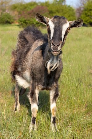 simsearch:400-05294140,k - Funny goat grasing at lawn Stock Photo - Budget Royalty-Free & Subscription, Code: 400-04190324