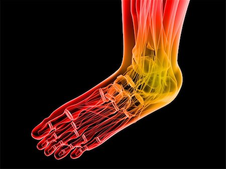 3d rendered illustration of human foot with highlighted ankle Stock Photo - Budget Royalty-Free & Subscription, Code: 400-04191104