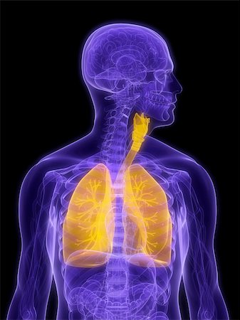 3d rendered illustration of a transparent anatomy with highlighted lung and bronchi Stock Photo - Budget Royalty-Free & Subscription, Code: 400-04191199