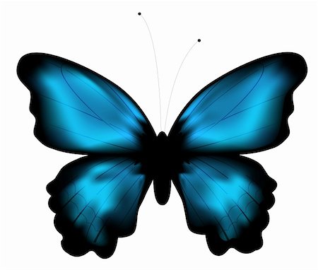 simsearch:400-06912266,k - beautiful blue butterfly in a white background Stock Photo - Budget Royalty-Free & Subscription, Code: 400-04205654