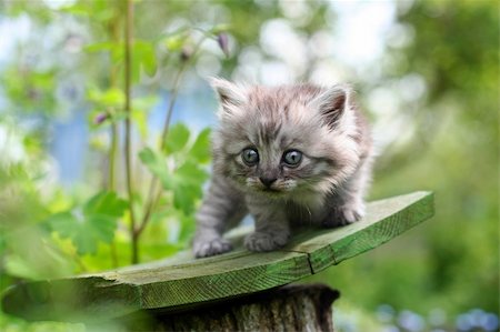 simsearch:400-05701368,k - Little kitten in surprise, outdoor shot on summer day Stock Photo - Budget Royalty-Free & Subscription, Code: 400-04205777