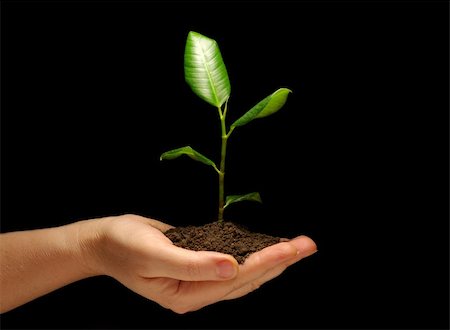 Hands holding sapling in soil on black Stock Photo - Budget Royalty-Free & Subscription, Code: 400-04207608