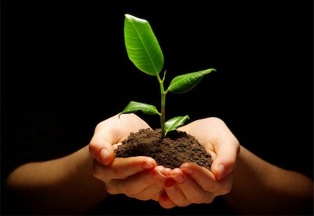 Hands holding sapling in soil Stock Photo - Budget Royalty-Free & Subscription, Code: 400-04208357