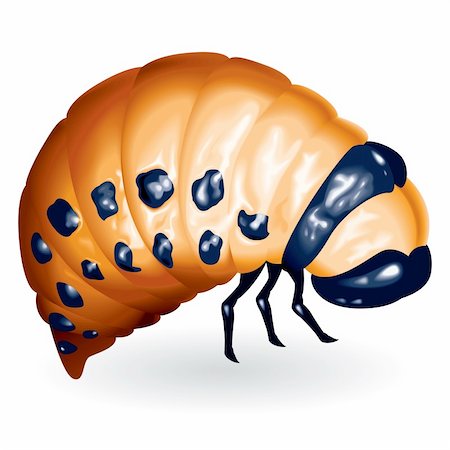 The Colorado potato beetle larvae. Vector illustration Stock Photo - Budget Royalty-Free & Subscription, Code: 400-04209994