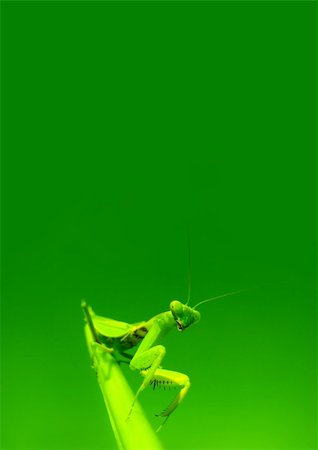 simsearch:400-04698964,k - Green mantis isolated on a white background Photographie de stock - Aubaine LD & Abonnement, Code: 400-04201034
