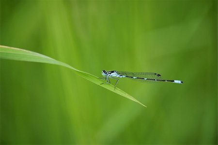simsearch:400-04710191,k - Macro with a dragonfly resting on grass Stock Photo - Budget Royalty-Free & Subscription, Code: 400-04201728