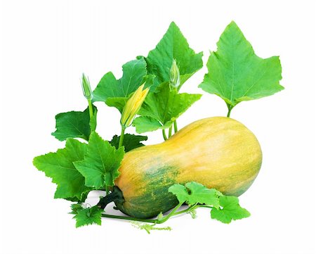 simsearch:400-04211564,k - Yellow pumpkin isolated  on a white background Photographie de stock - Aubaine LD & Abonnement, Code: 400-04201861