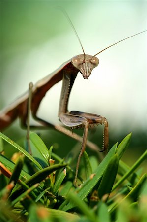 A Praying mantis on a bush macro Stock Photo - Budget Royalty-Free & Subscription, Code: 400-04203879
